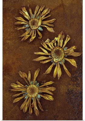 Three dried flowerheads of Chrysanthemum lying on rusty metal sheet