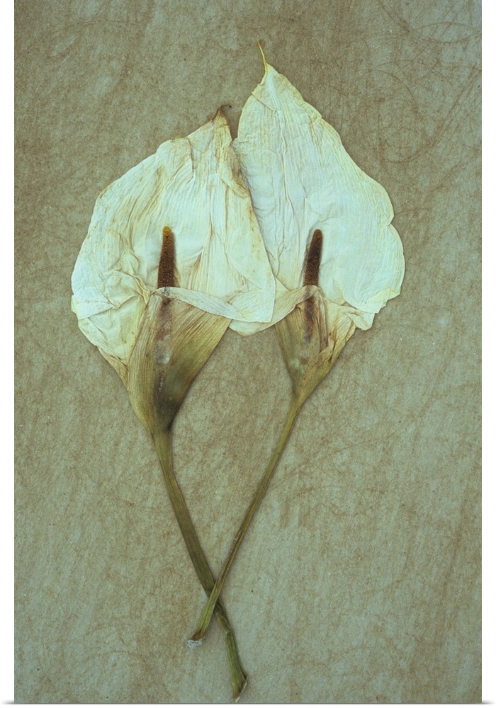 Two dried flowerheads of Arum or Calla lily or Zantedeschia aethiopica Crowborough lying on rough board