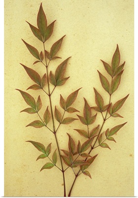 Two sprays of leaves of evergreen shrub Heavenly bamboo on antique paper