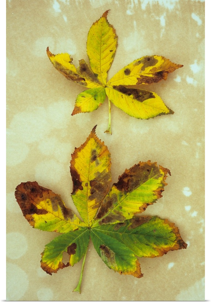 Two yellow brown and green autumn leaves of Horse chestnut or Aesculus hippocastanum tree lying on antique paper