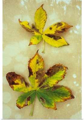 Two yellow brown and green autumn leaves of Horse chestnut