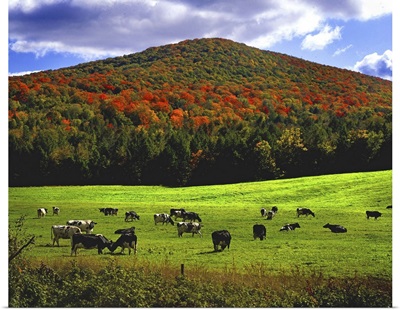 Vermont cows