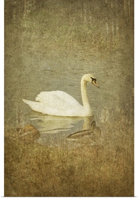 White swan on water with two other swans close by