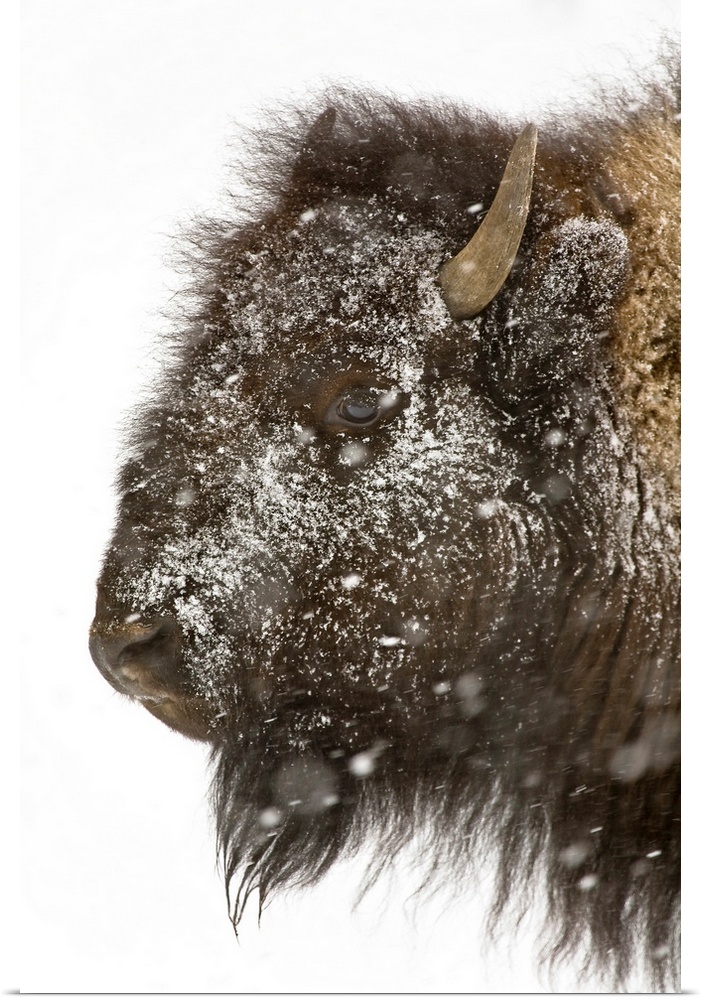 The head of a buffalo