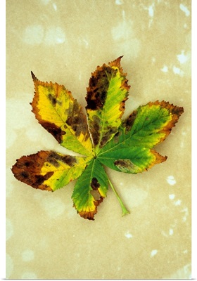 Yellow brown and green autumn leaf of Horse chestnut