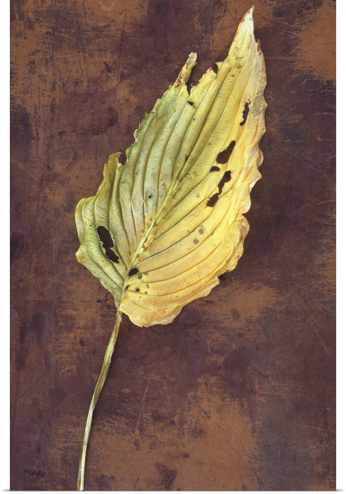 Large dried yellow leaf and stalk of Hosta fortunei Albopicta plant with insect bites lying on scuffed leather