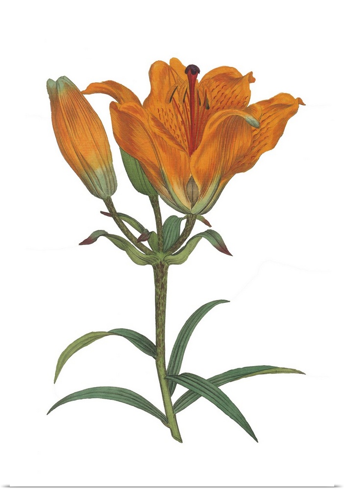 A botanical illustration of orange flowers with leaves on a white background.