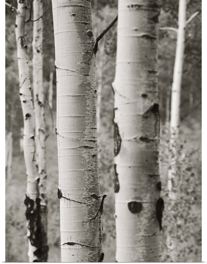 A black and white photograph of a thicket of aspen trees.