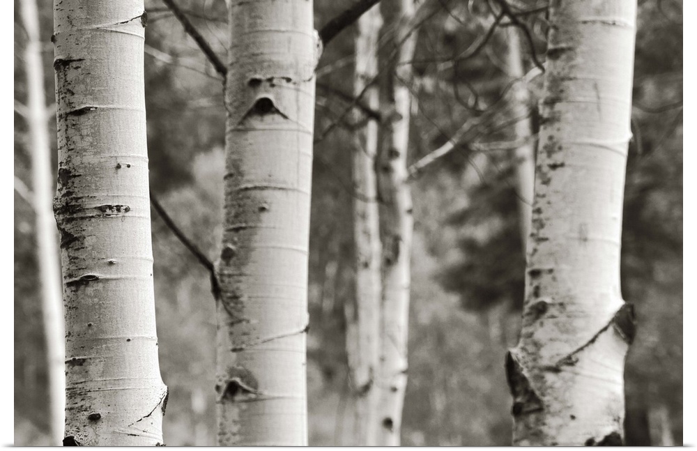 A black and white photograph of a thicket of aspen trees.