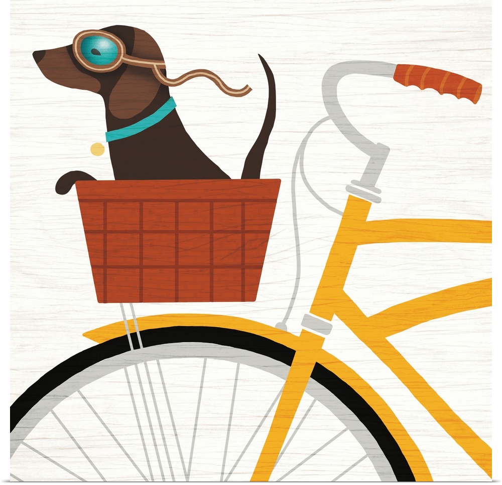 Illustration of a dachshund riding in the basket of a yellow bicycle with goggles on.