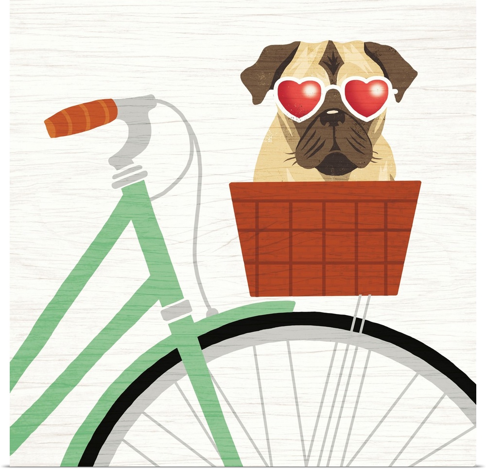 Illustration of a pug in the basket of a bicycle wearing heart shaped sunglasses on a white wood grain background.