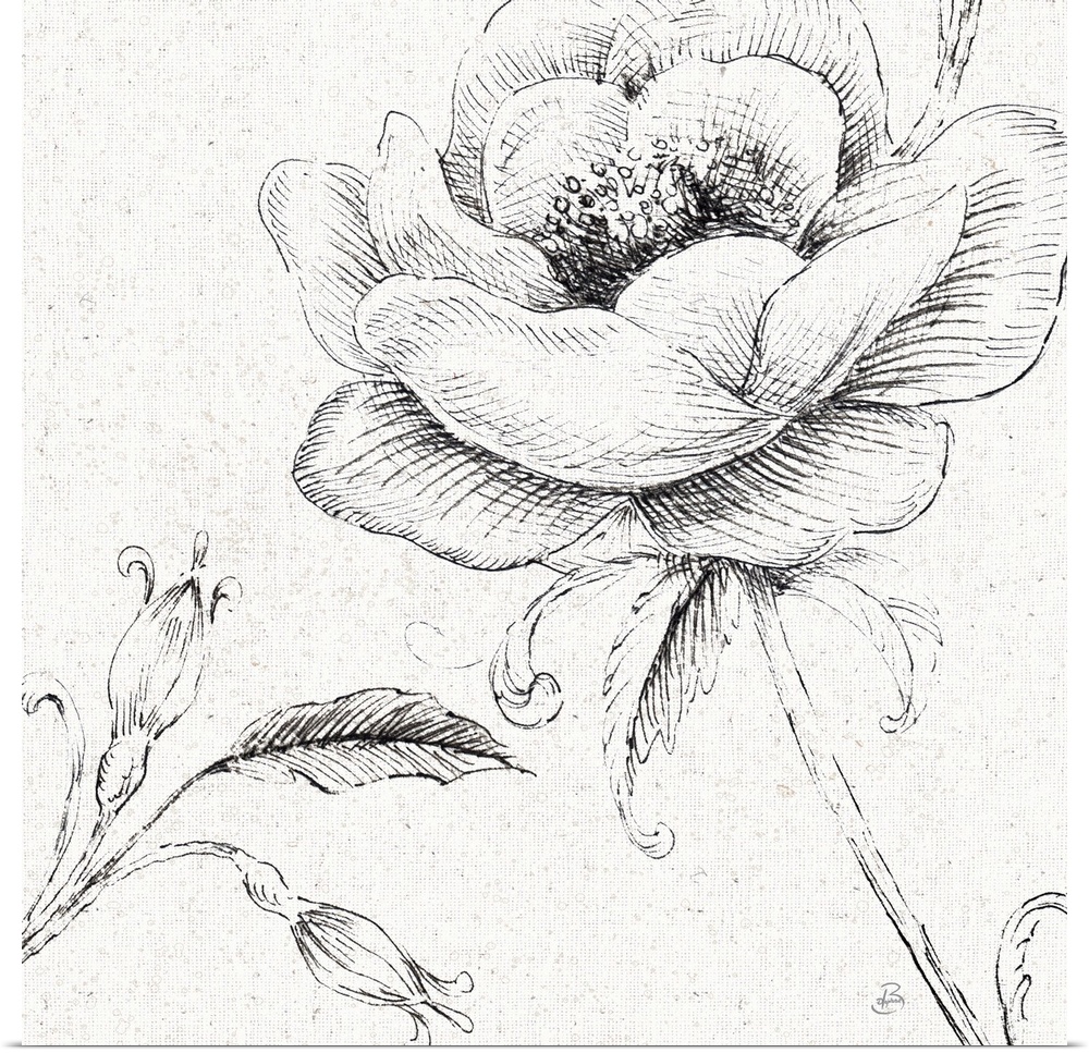Pencil outlines of a poppy flower on a  textured white background.