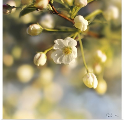 Blush Blossoms II