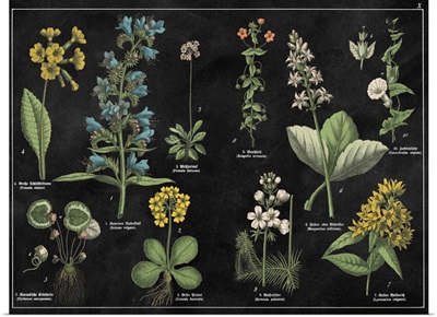 Botanical Floral Chart I Black and White
