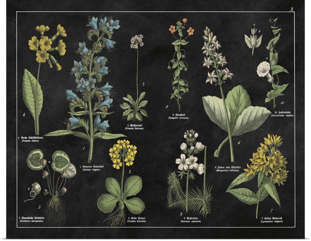 Botanical Floral Chart I Black And White