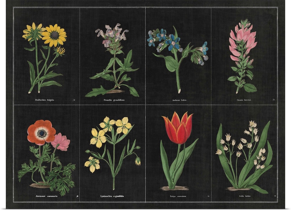 Contemporary artwork of a vintage stylized botanical illustration.