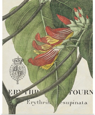 Botanique Tropicale I