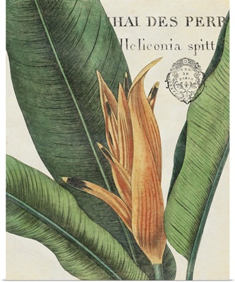 Botanique Tropicale II