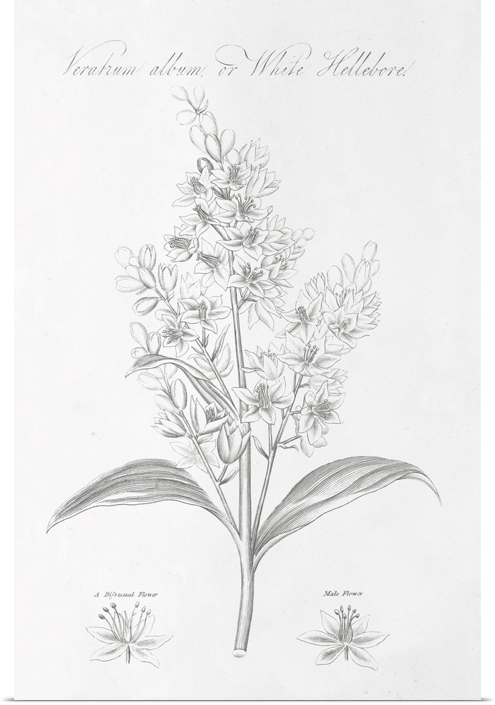 Decorative artwork of a botanical diagram of White Hellebore.