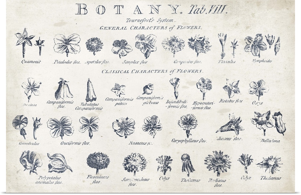 Vintage stylized chart of botanical illustrations.