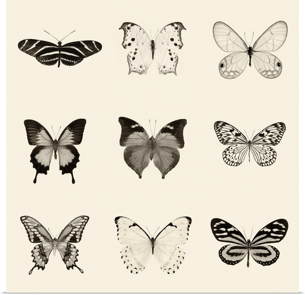 Black and white pen and ink illustration of 9 different butterflies on a neutral colored background.