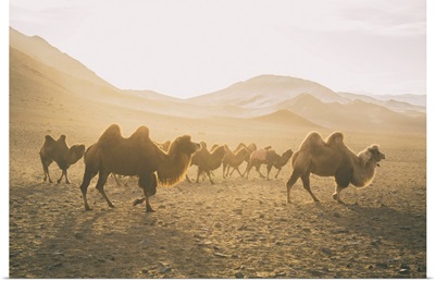 Camels On The Move