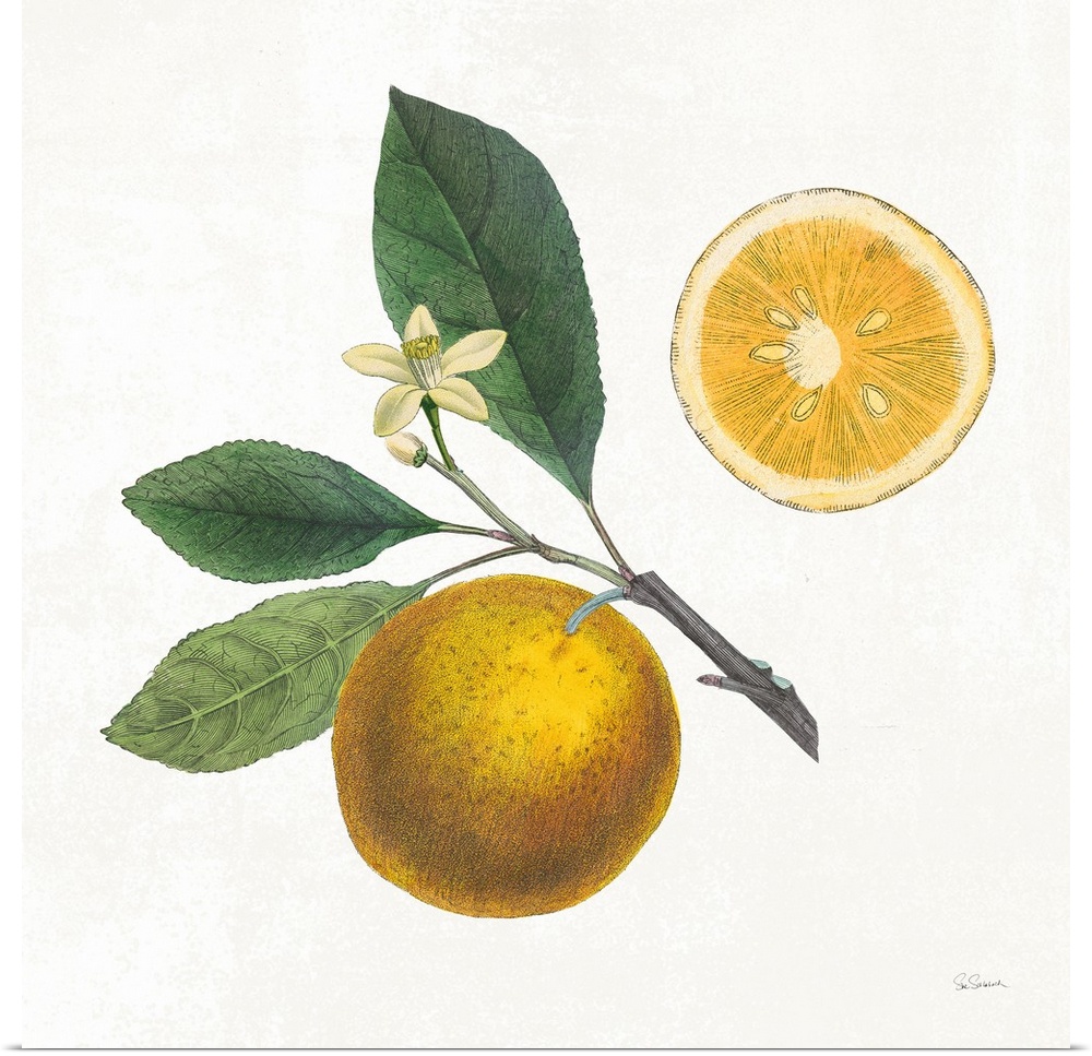 Square art with an illustration of oranges and flowers on a white background.