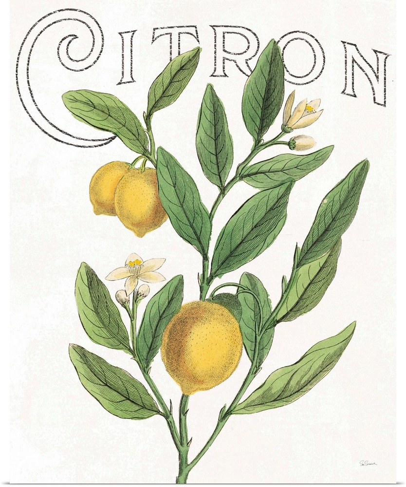 Illustration of lemons, leaves, and flowers with "Citron" written at the top on a white background.