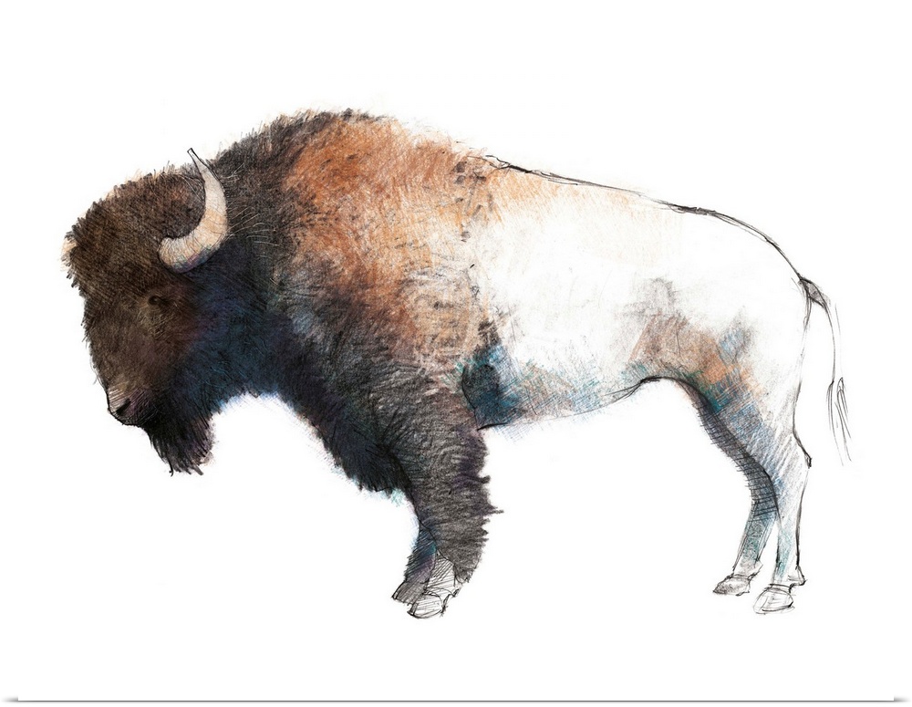 Colorful sketch of a bison with shades of blue and purple on its underbody.