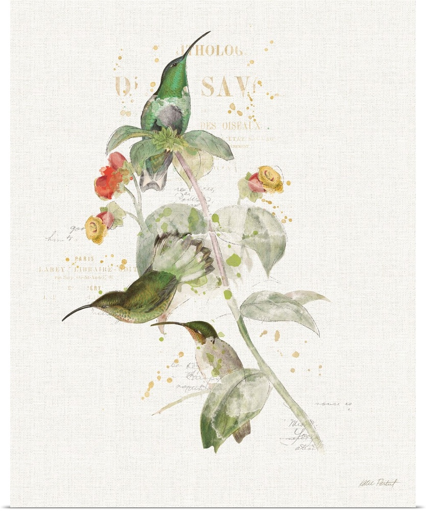 Watercolor painting of three green hummingbirds perched on a branch with flowers and paint splatter and faded text on the ...