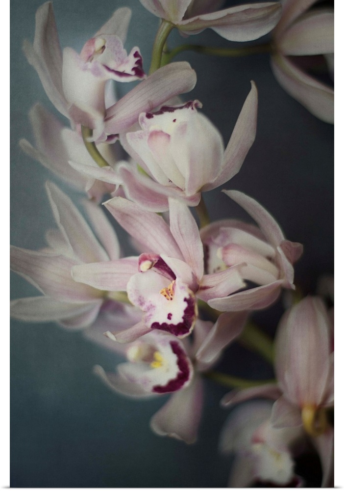 A close-up photograph of pink orchids.