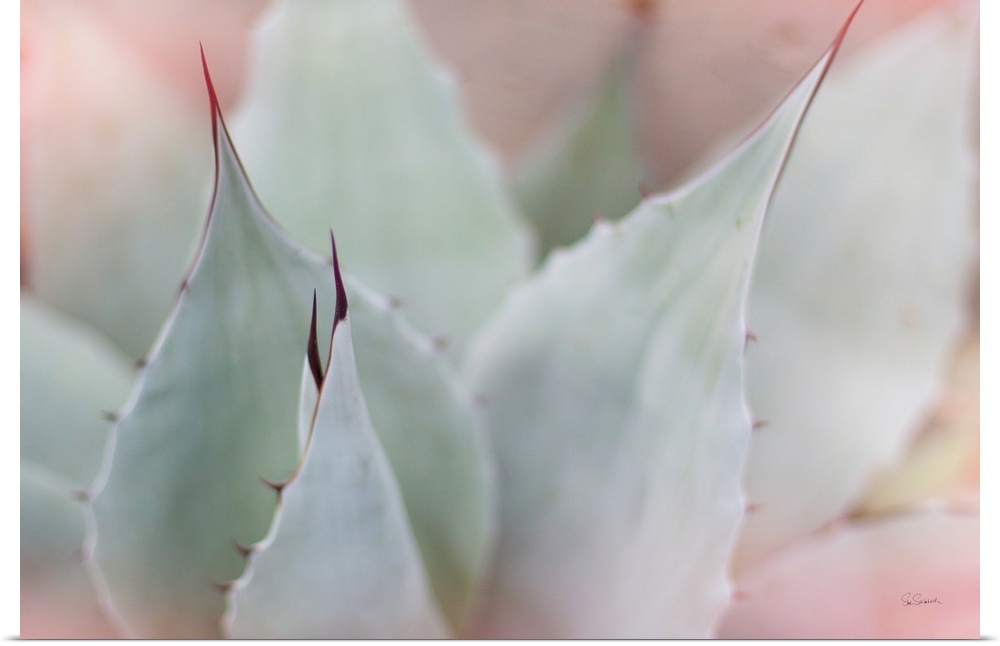 Dreamy photograph of a cactus with a pink tone overlay.