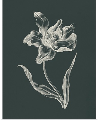 Eden Tulips I