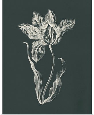 Eden Tulips II