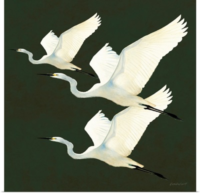 Egrets Alighting II On Green