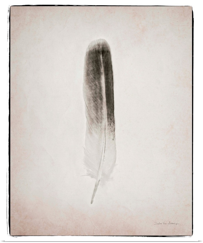 A photograph of a feather against a gray background.