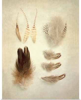 Feathers II
