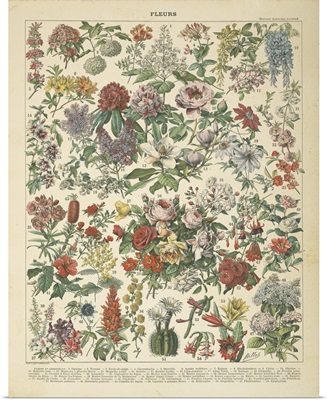 French Flower Chart
