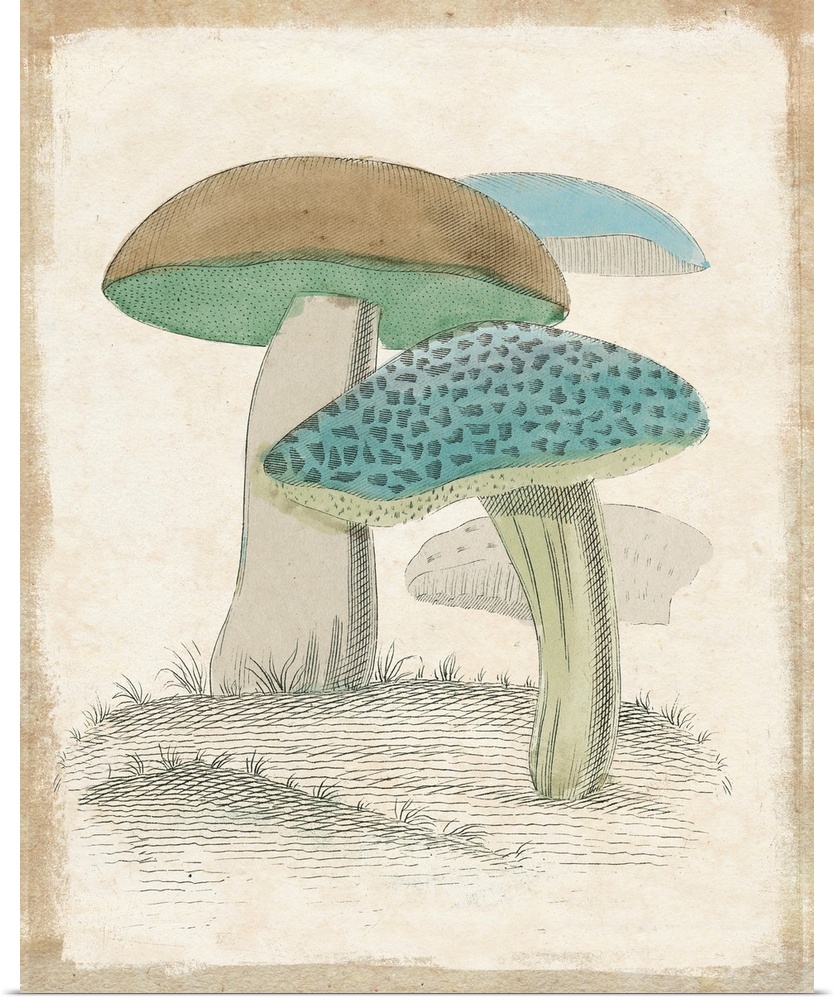 Funghi Italiani Mushrooms