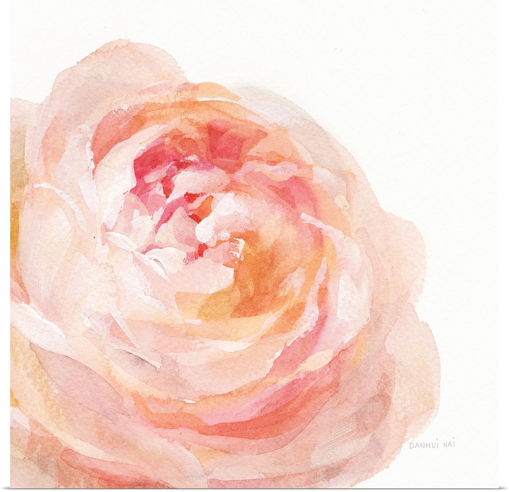 Soft and delicate brush strokes create a garden rose bloom in warm colors over a white background.