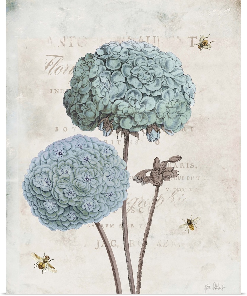 Vintage illustration of blue geraniums and bumble bees with faded text on the background.