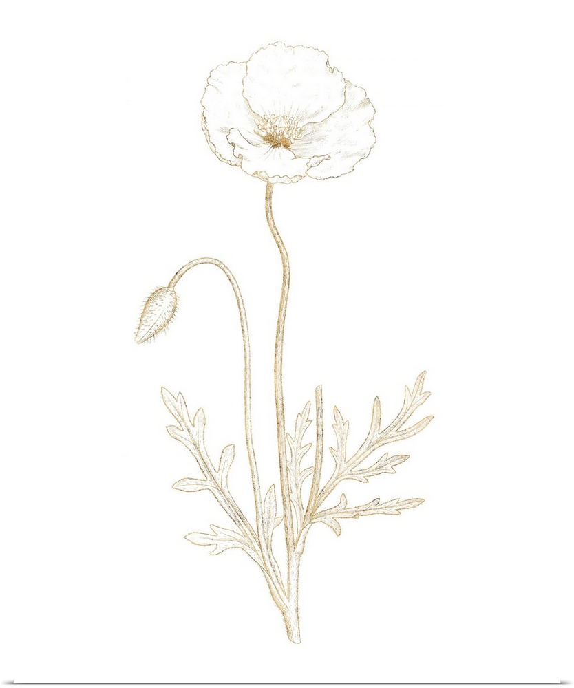 Gold illustration of a poppy flower and flower bud on a solid white background.
