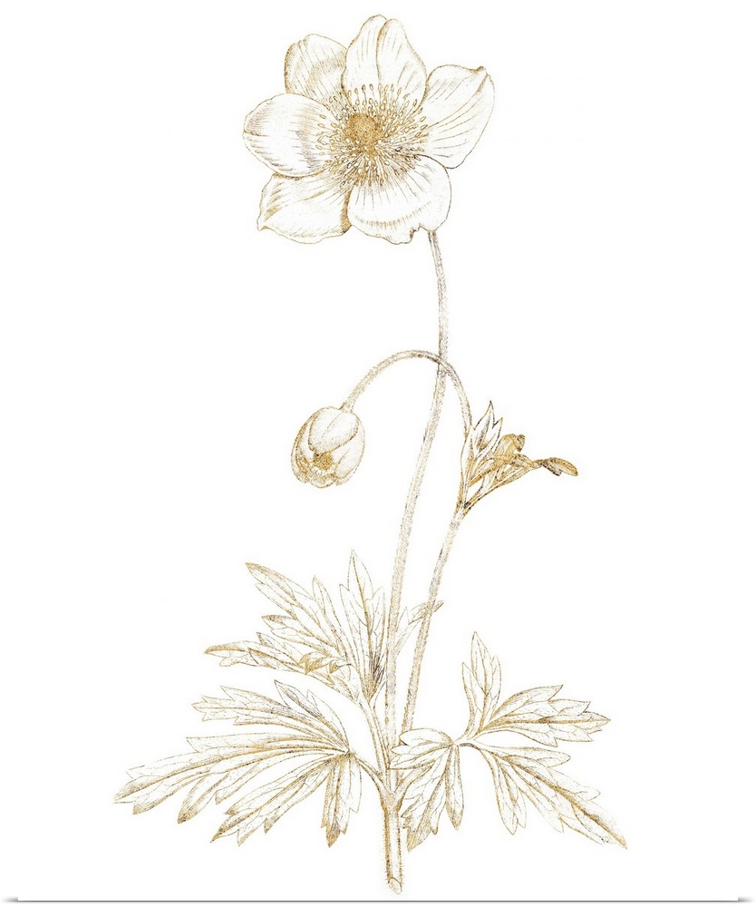 Gold illustration of an anemone and flower bud on a solid white background.