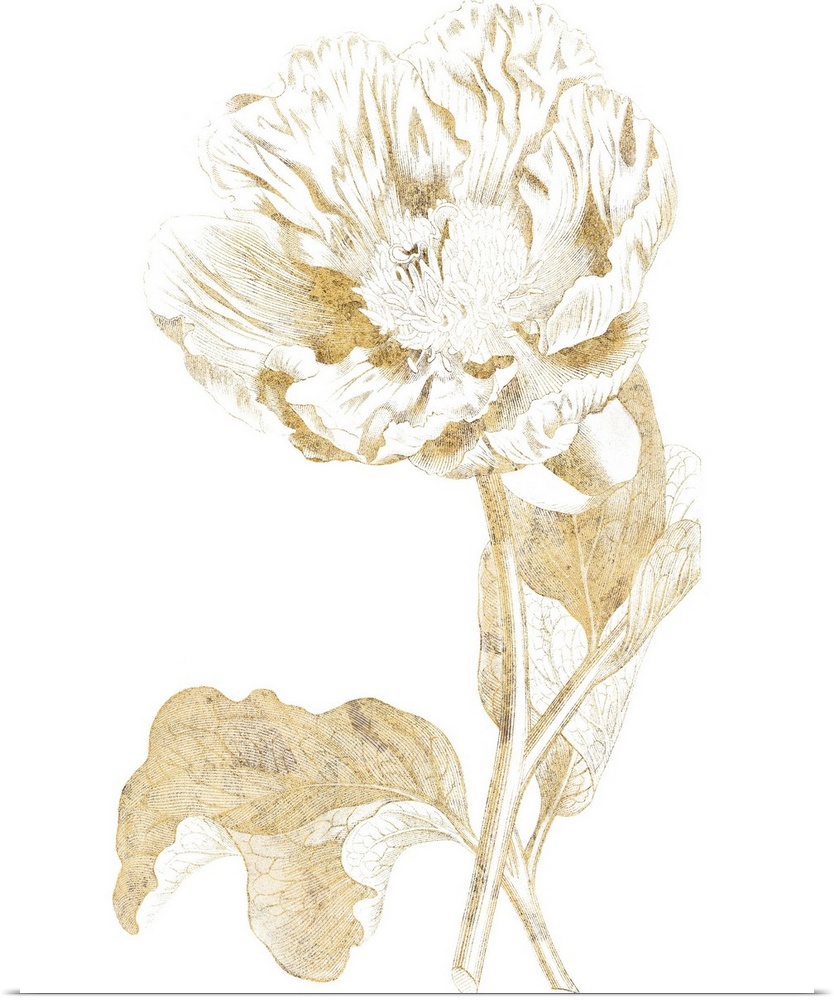 Gold illustration of a peony on a solid white background.