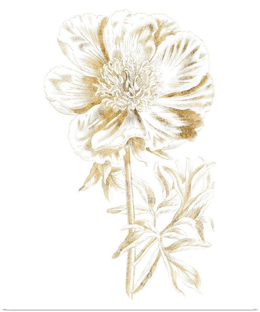 Gold illustration of a peony on a solid white background.