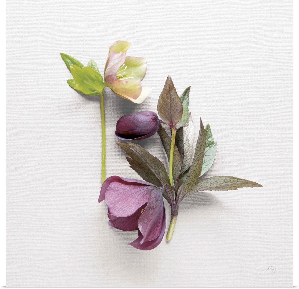 Photograph of purple and white hellebores on a white textured background.