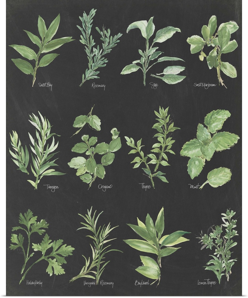 Watercolor painted chart of various herbs with their titles underneath on a black background.