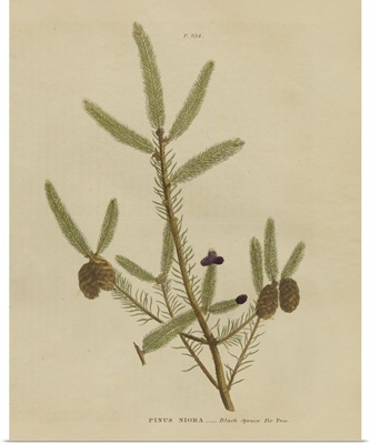Herbal Botanical XIV