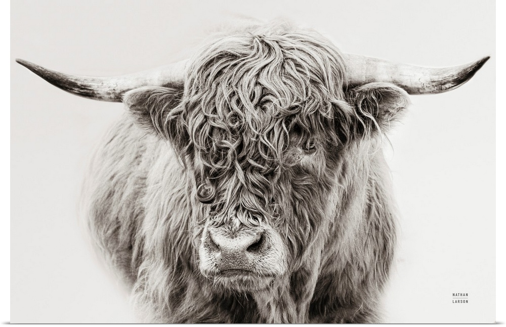 A fine art photograph in black and white of a highland cow against a grey background. The texture of the cow's coat is ver...