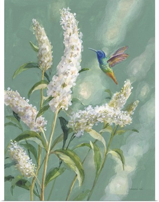 Hummingbird Spring II